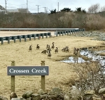 02-2018 Crossen Creek Sign & the first guests The Geese