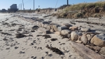 Rebecca Bevilacqua Beach Erosion 10-31-17 Mill Rd 1 150426
